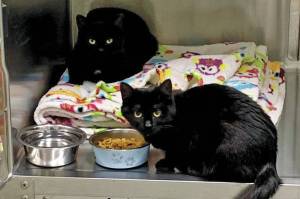 Aggi and Anni. (Photo courtesy Homer Animal Shelter)