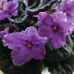 An African violet was started from seed about four years ago provides some spring cheer on April 4, 2021, at the home of the Kachemak Gardener in Homer, Alaska. (Photo by Rosemary Fitzpatrick)