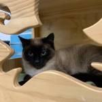 Pet of the Week: Jack