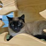 Pet of the Week: Jack