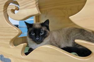 Pet of the Week: Jack