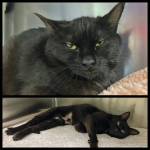 Anni and Aggi. (Photo courtesy of Homer Animal Shelter)