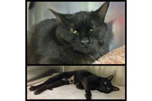 Anni and Aggi. (Photo courtesy of Homer Animal Shelter)