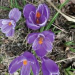 A sure sign of spring is crocuses blooming in front of the Homer Bookstore, as seen here in this photo taken on Tuesday, April 20, 2021, in Homer, Alaska. (Photo by Rosemary Fitzpatrick)