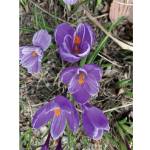 A sure sign of spring is crocuses blooming in front of the Homer Bookstore, as seen here in this photo taken on Tuesday, April 20, 2021, in Homer, Alaska. (Photo by Rosemary Fitzpatrick)
