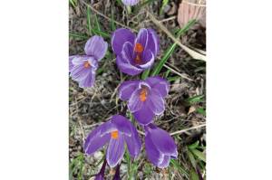 A sure sign of spring is crocuses blooming in front of the Homer Bookstore, as seen here in this photo taken on Tuesday, April 20, 2021, in Homer, Alaska. (Photo by Rosemary Fitzpatrick)
