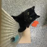 Pet of the Week: Janet