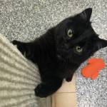 Pet of the Week: Janet