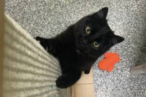 Pet of the Week: Janet