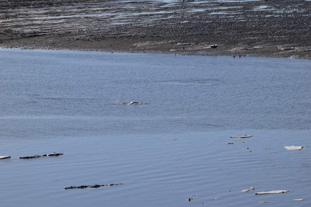A beluga whale surfaces in the Kenai River at Cunningham Park on Saturday, April 24, 2021. (Photo by Camille Botello/Peninsula Clarion)