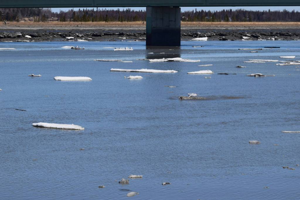 A beluga whale flips up its fluke as it swims in the Kenai River under the Warren Ames Memorial Bridge on Saturday, April 24, 2021. (Photo by Camille Botello/Peninsula Clarion)