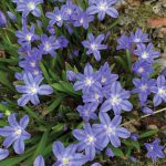 Chionodoxa is a reliable and early minor bulb, as seen here in the Kachemak Gardeners garden on May 9, 2021, in Homer, Alaska. (Photo by Rosemary Fitzpatrick)