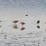 Bar-tailed godwits feed on Saturday, May 1, 2021, at Mud Bay near the Homer Spit in Homer, Alaska. The birds were one of several species of shorebirds seen in Mud Bay over the weekend that included western sandpipers, dunlins, long-billed dowitchers and Pacific plovers. (Photo by Michael Armstrong/Homer News)