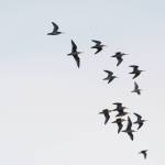 Long-billed dowitchers fly on Saturday, May 1, 2021, at Mud Bay near the Homer Spit in Homer, Alaska. The birds were one of several species of shorebirds seen in Mud Bay over the weekend that included bar-tailed godwits, western sandpipers, dunlins and Pacific plovers. (Photo by Michael Armstrong/Homer News)