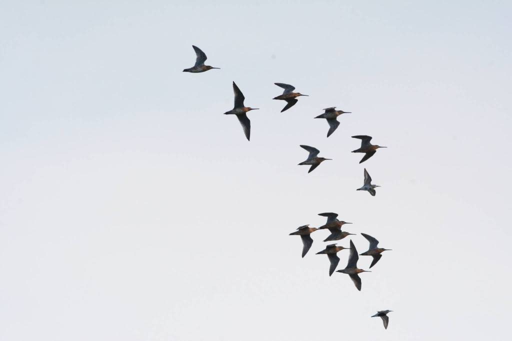Long-billed dowitchers fly on Saturday, May 1, 2021, at Mud Bay near the Homer Spit in Homer, Alaska. The birds were one of several species of shorebirds seen in Mud Bay over the weekend that included bar-tailed godwits, western sandpipers, dunlins and Pacific plovers. (Photo by Michael Armstrong/Homer News)