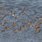 Shorebirds fly on Saturday, May 1, 2021, at Mud Bay near the Homer Spit in Homer, Alaska. The birds were one of several species of shorebirds seen in Mud Bay over the weekend that included bar-tailed godwits, western sandpipers, dunlins, long-billed dowitchers and Pacific plovers. (Photo by Michael Armstrong/Homer News)