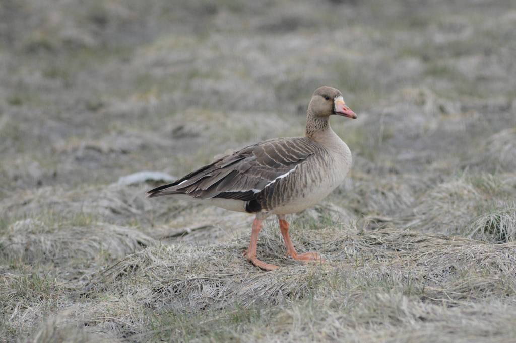 A greater white fronted goose feeds at Green Timbers on the Homer Spit on Saturday, May 8, 2021, in Homer, Alaska. (Photo by Michael Armstrong/Homer News)