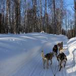The dog sled team I mushed runs on a trail on Saturday, March 20, 2021 in Talkeetna, Alaska. (Ashlyn OHara/Peninsula Clarion)