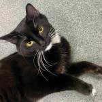 Frida Cattlo (Photo courtesy of Alaska Mindful Paws)