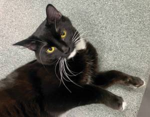 Frida Cattlo (Photo courtesy of Alaska Mindful Paws)