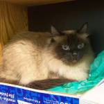 Ariel. (Photo courtesy of Alaska Mindful Paws)