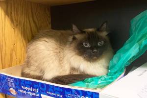 Ariel. (Photo courtesy of Alaska Mindful Paws)