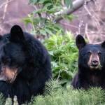 A young bear grazes on roadside horsetails off Skilak Lake Road. (Colin Canterbury/USFWS)