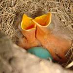 The open mouths of newborn American robins await their mothers return to the nest. (Seth Beres/USFWS)