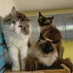 Navy, Tiffany and Sapphire
Photo courtesy of Alaska Mindful Paws