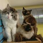 Photo courtesy of Alaska Mindful Paws
Navy, Tiffany and Sapphire.