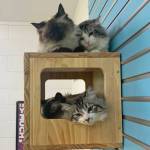 Photo courtesy of Alaska Mindful Paws
Navy, Tiffany, Berry and Sapphire.