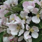 Apple blossoms on the North Pole columnar apple tree  lovely as well as promising. (Photo by Rosemary Fitzpatrick)