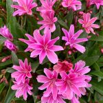 The lewisia is better in a rock garden but it has found a spot it loves and thrives, thankfully. (Photo by Rosemary Fitzpatrick)