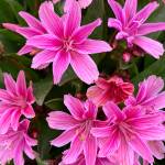The lewisia is better in a rock garden but it has found a spot it loves and thrives, thankfully. (Photo by Rosemary Fitzpatrick)