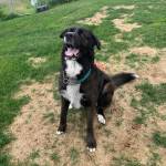 Photo courtesy of Alaska Mindful Paws
Pablo