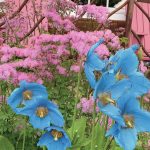 Thalictrum (meadow rue) and meconopsis poppies offer a bright note in the back of an early border. (Photo by Rosemary Fitzpatrick)