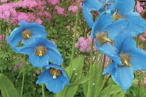 Thalictrum (meadow rue) and meconopsis poppies offer a bright note in the back of an early border. (Photo by Rosemary Fitzpatrick)