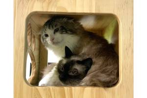 Photo courtesy of Alaska Mindful Paws
Navy and Tiffany