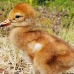 After a few days, the chick is getting stronger and showing promise for a potential successful release. (Photo by Marianne Clark)