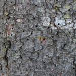 Holes are seen in the bark of a spruce tree outside of the Kenai Post Office on Friday, July 2, 2021 in Kenai, Alaska. (Ashlyn OHara/Peninsula Clarion)