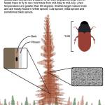 Graphic by Ashlyn OHara