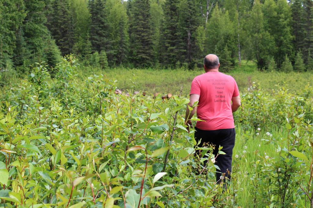 Walt Blauvelt walks toward a pile of logs near the Central Peninsula Landfill on Thursday, July 1, 2021 near Soldotna, Alaska. (Ashlyn OHara/Peninsula Clarion)