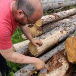 Walt Blauvelt identifies spruce bark beetles on a piece of bark taken from logs stacked near the Central Peninsula Landfill on Thursday, July 1, 2021 near Soldotna, Alaska. (Ashlyn OHara/Peninsula Clarion)