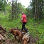 Walt Blauvelt and his dog Goldie walk through trees near the Central Peninsula Landfill on Thursday, July 1, 2021 near Soldotna, Alaska. (Ashlyn OHara/Peninsula Clarion)
