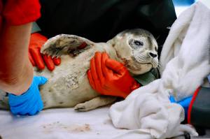 Alaska SeaLife Center
Rescuers assist an injured harbor seal pup on July 4. The pup was spotted in Resurrection Bay and taken to the Alaska SeaLife Center.