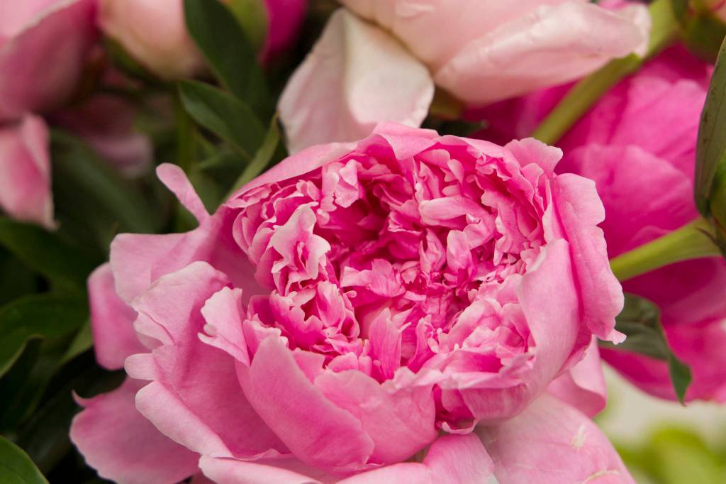 The Alaska Beautiful Peony farm hosted a tour and bouquet class as a part of the second annual Homer Peony Celebration. (Photo by Sarah Knapp/Homer News)