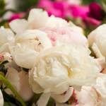 Peonies used in the Alaska Beautiful Peony farm bouquet class. (Photo by Sarah Knapp/Homer News)
Peonies used in the Alaska Beautiful Peony farm bouquet class. (Photo by Sarah Knapp/Homer News)