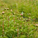 Peony buds are preparing to bloom at Alaska Perfect Peony Farm. The peonies are blooming late this year because of cool temperatures. (Photo by Sarah Knapp)