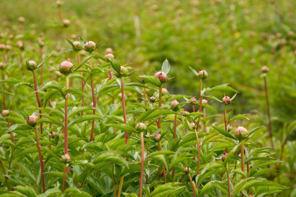 Peony buds are preparing to bloom at Alaska Perfect Peony Farm. The peonies are blooming late this year because of cool temperatures. (Photo by Sarah Knapp)