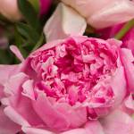 The Alaska Beautiful Peony farm hosted a tour and bouquet class as a part of the second annual Homer Peony Celebration. (Photo by Sarah Knapp/Homer News)